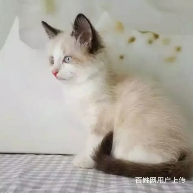 宜宾纯种布偶猫猫舍 正规猫舍家庭式繁育 - 图片 7