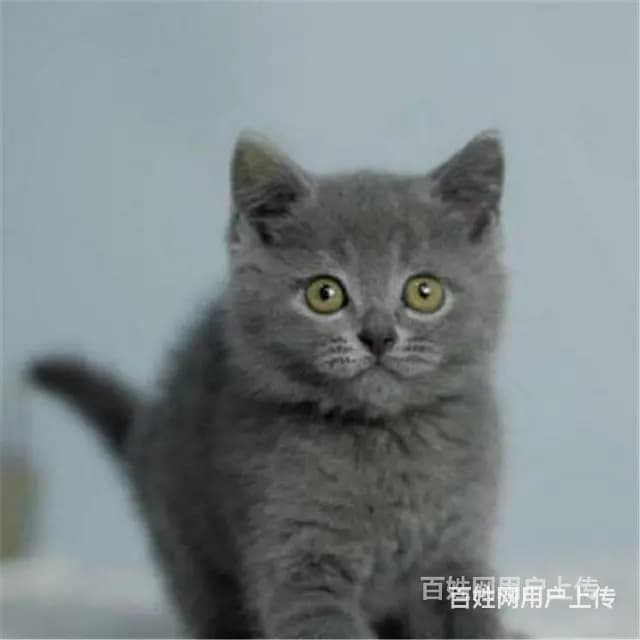 四川宜宾纯血蓝猫幼崽多少钱哪里买 - 图片 10