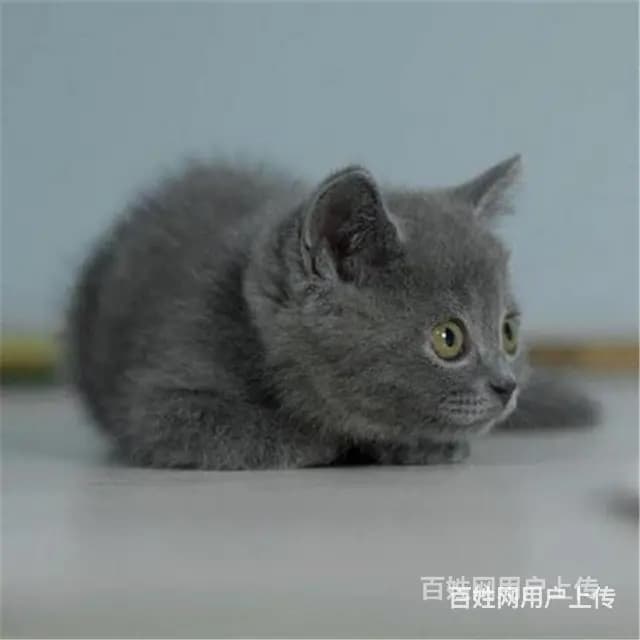 四川宜宾纯血蓝猫幼崽多少钱哪里买 - 图片 4